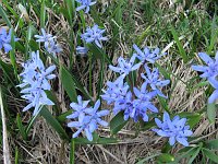 22  Chionodoxa sulla costa erbosa scendendo verso le Baite Basse